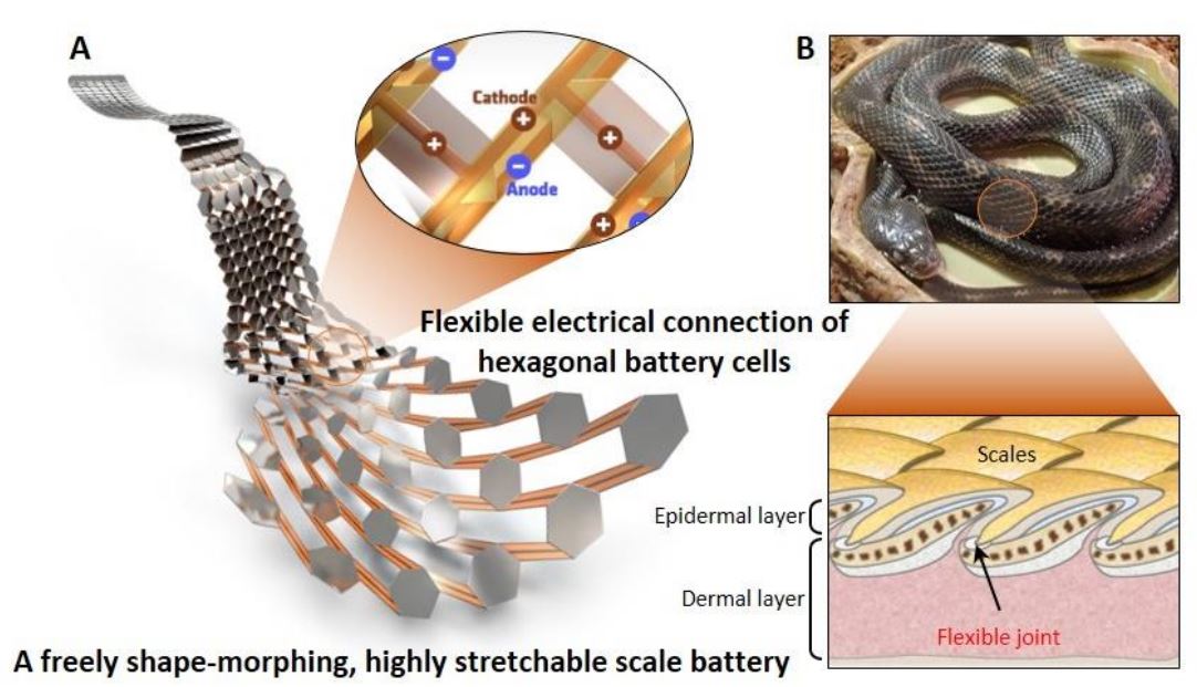 Structure of the stretchable scale battery mimicking snake scales (image)
